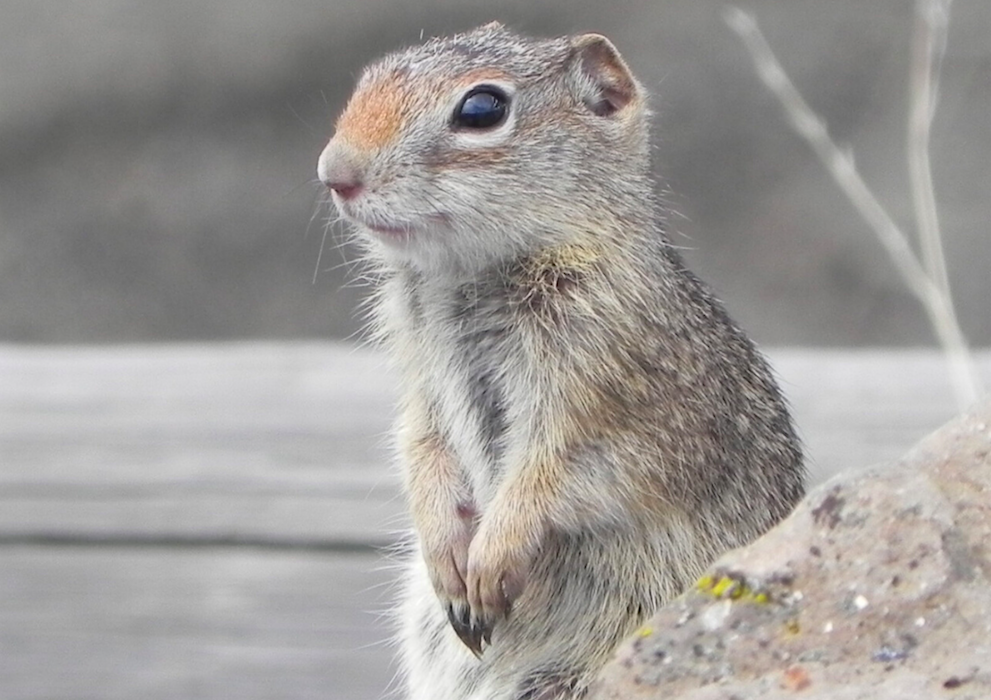 25 Endangered Animals that Only Live in America | Wes Anderson